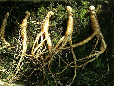 What is Ginseng? Benefits and Uses for this Ancient Herb